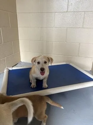 A young small-sized female White / Cream Shepherd dog named Lily for adoption in Harlingen, TX