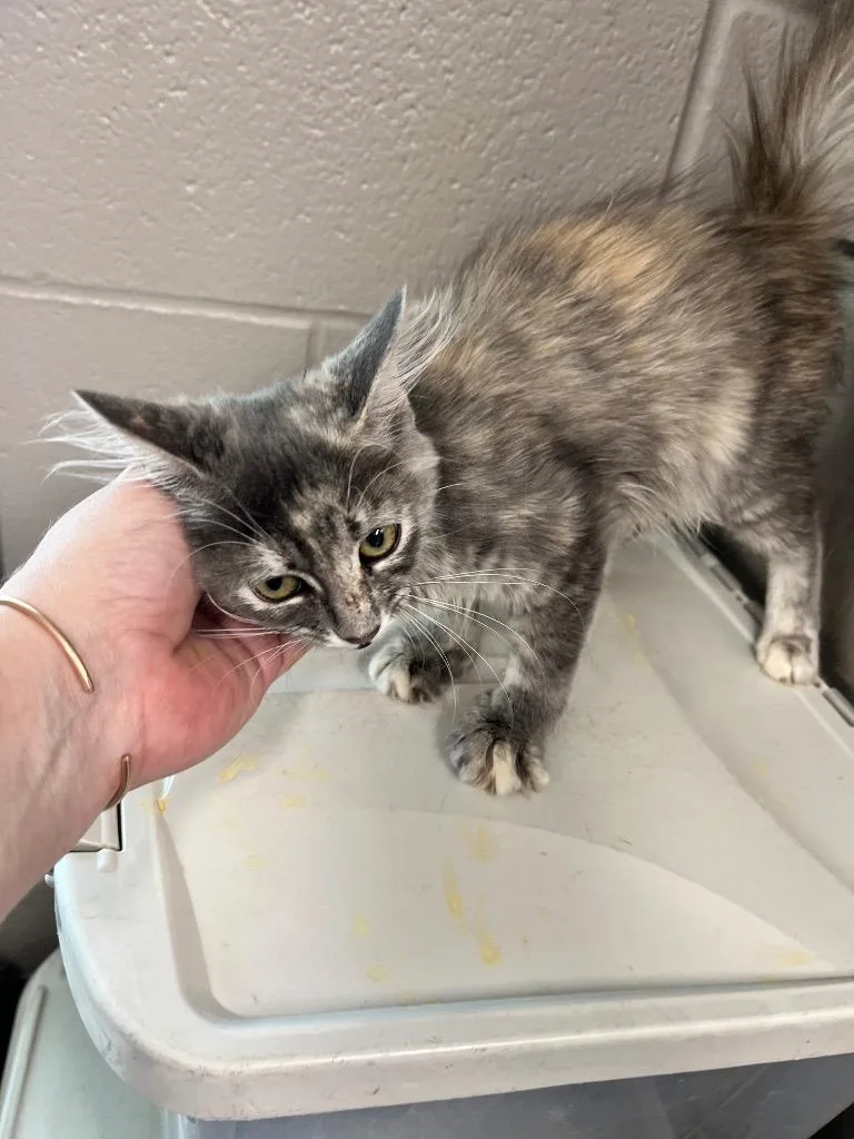 A baby small-sized female Domestic Short Hair cat named Annika for adoption in Hopkinsville, KY