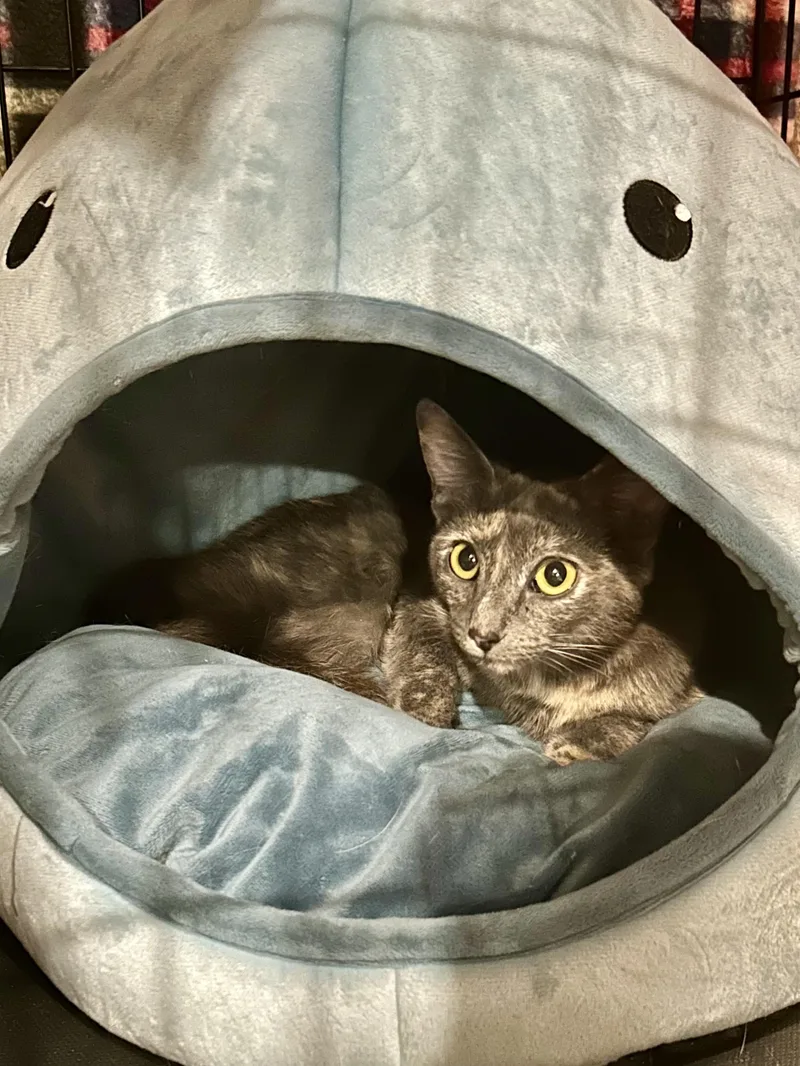A young small-sized female Domestic Medium Hair cat named Paisley for adoption in Long Beach, CA