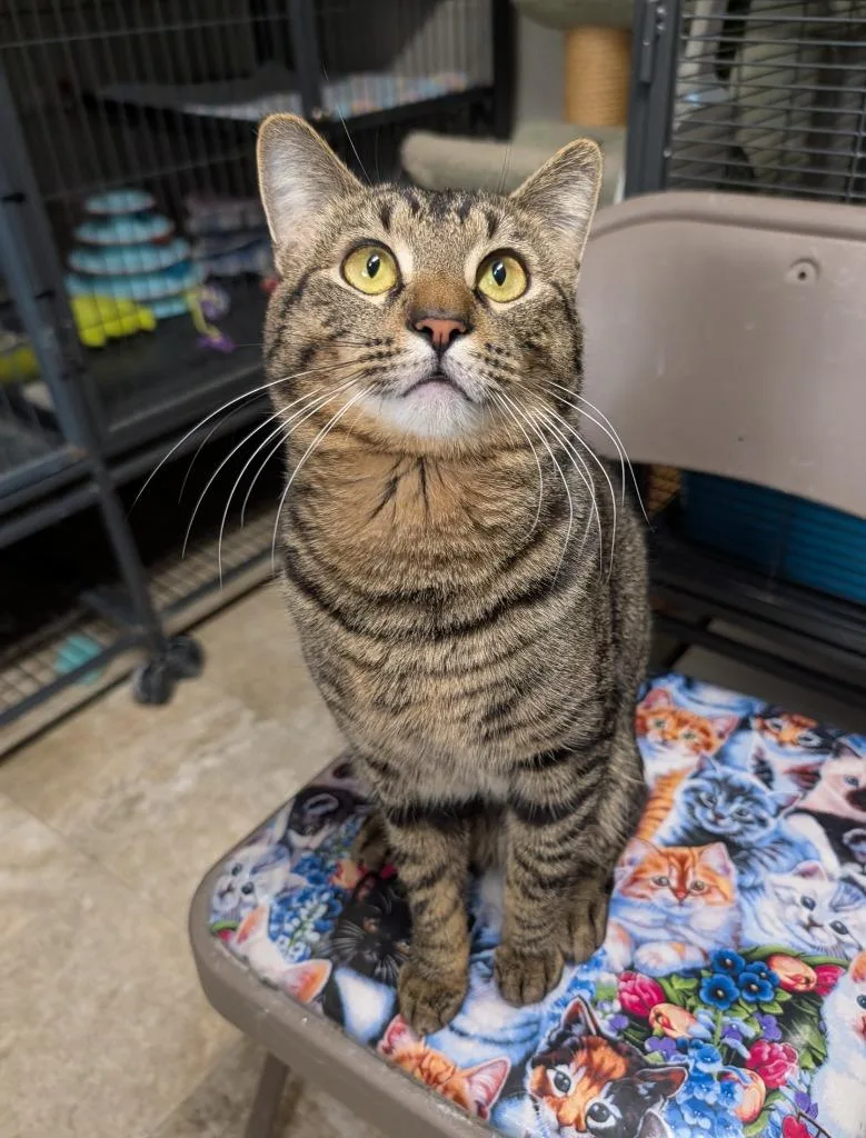 A young medium-sized male Domestic Short Hair cat named Flirt  Bubs for adoption in Shelton, WA