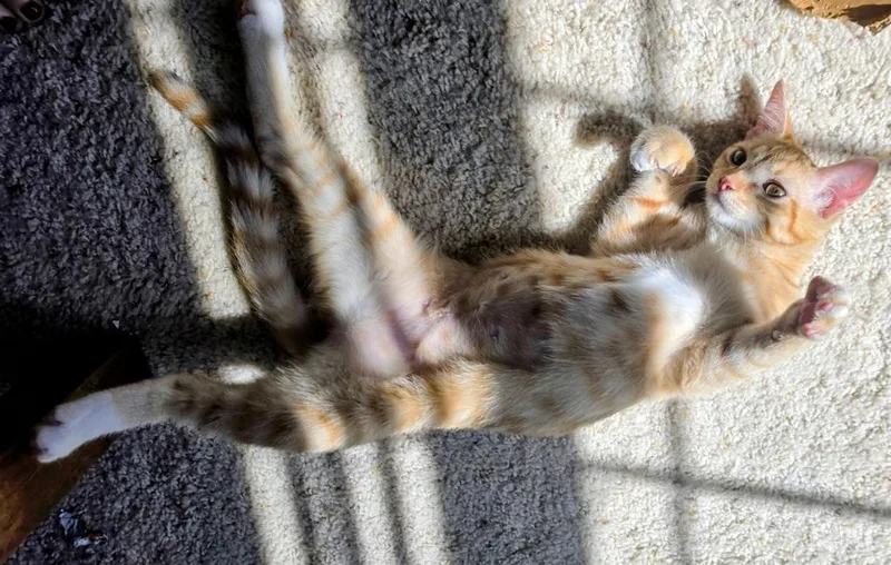 A young small-sized female Orange & White Domestic Short Hair cat named Oliva for adoption in Weatherford, TX
