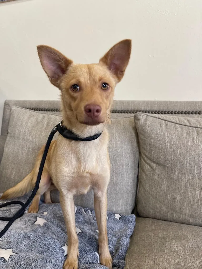 A baby small-sized male Mixed Breed dog named Brach for adoption in Thousand Oaks, CA