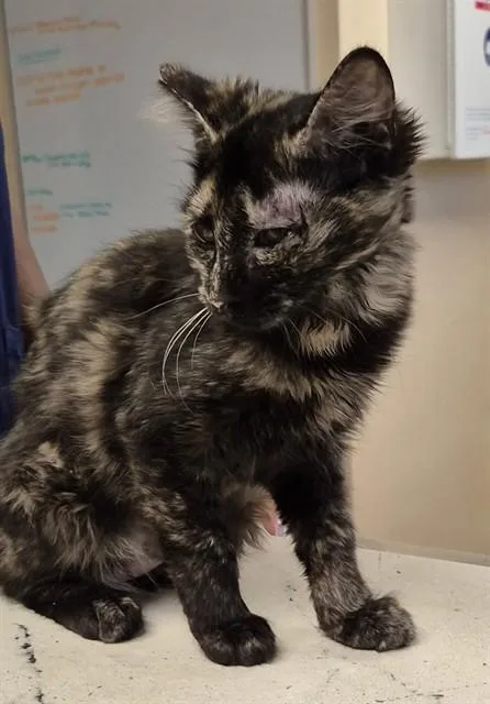 A baby small-sized female Domestic Short Hair cat named Stella for adoption in Lodi, CA