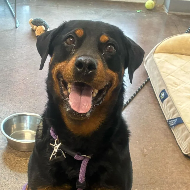 A senior large-sized female Black Rottweiler dog named Brandy for adoption in Chattanooga, TN