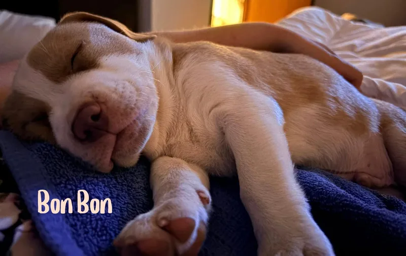 Bon Bon thumbnail 3
