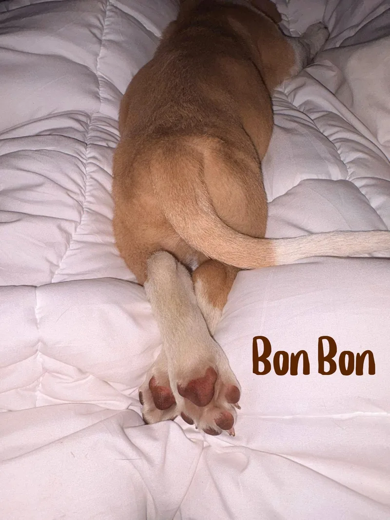 Bon Bon thumbnail 4