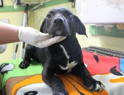 A baby medium-sized female Labrador Retriever dog named Sassy for adoption in Picayune, MS