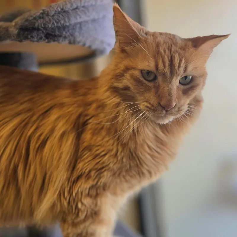 A senior large-sized male Orange / Red Domestic Long Hair cat named Sir Pumpkin for adoption in Wickenburg, AZ