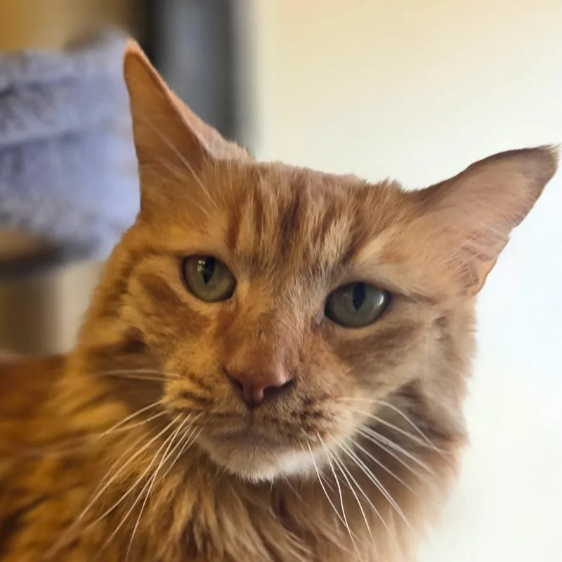 Sir Pumpkin thumbnail 2