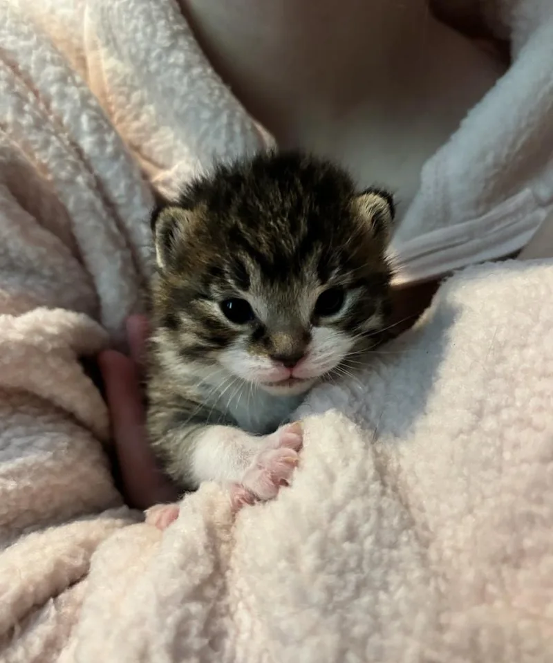 A baby small-sized male Brown / Chocolate Domestic Short Hair cat named Pharaoh for adoption in Bemidji, MN