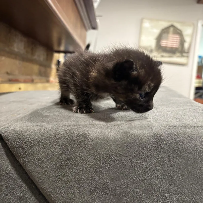 A baby small-sized female Black Domestic Medium Hair cat named J.k. Rowling for adoption in Katy, TX