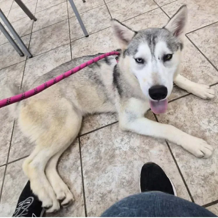 A young medium-sized female Husky dog named Meadow for adoption in Parker, CO