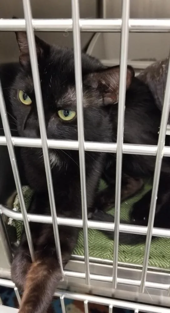An adult medium-sized female Black Domestic Short Hair cat named Midnight Star for adoption in West Orange, NJ