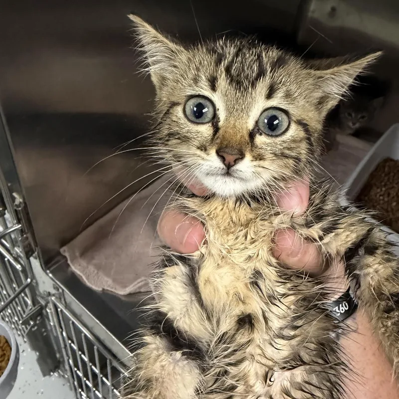 A baby small-sized female Brown / Chocolate Domestic Short Hair cat named Dora for adoption in Marion, VA