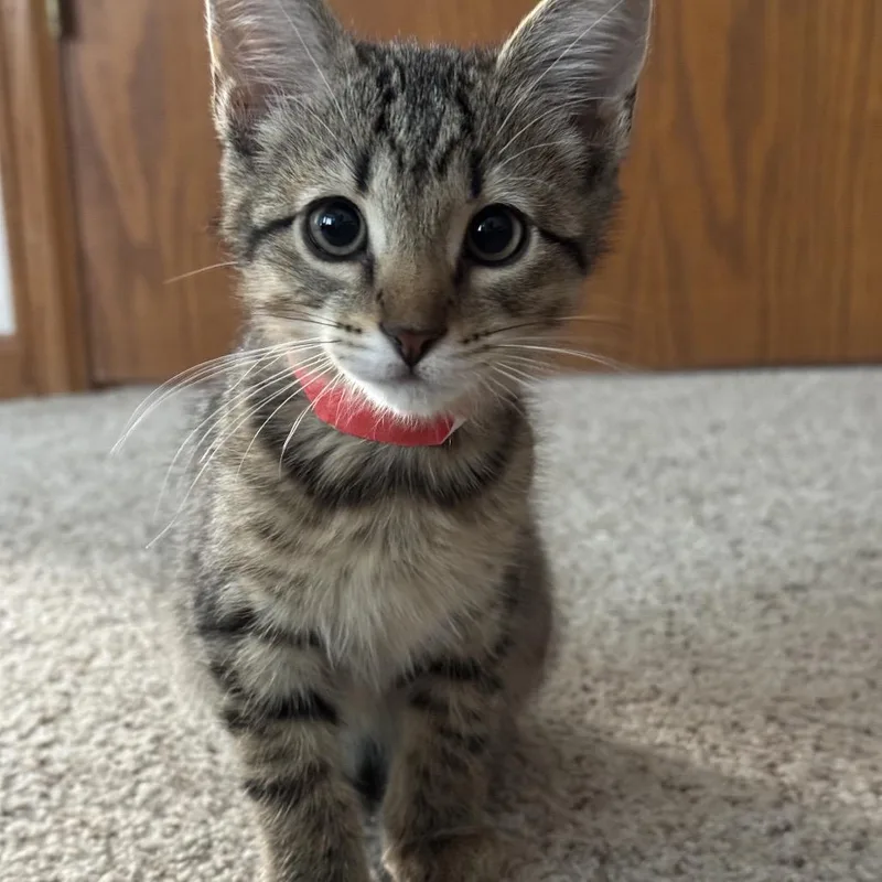 A baby small-sized male Brown / Chocolate Domestic Short Hair cat named Calcifer for adoption in Fort Collins, CO