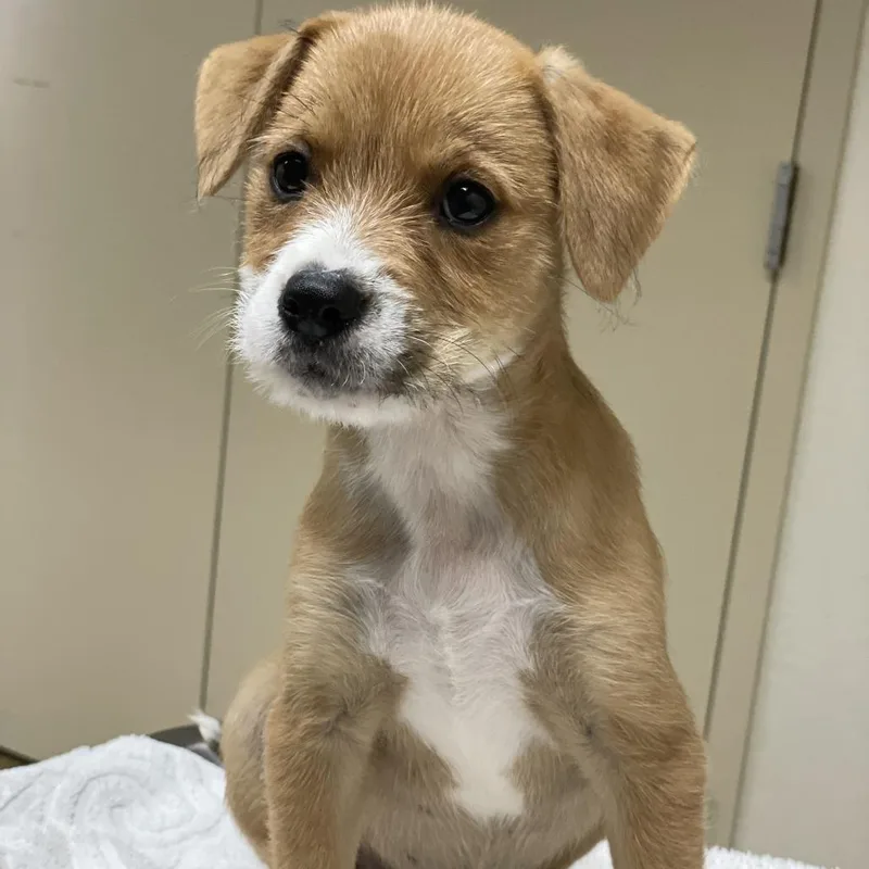 A baby small-sized female Yellow / Tan / Blond / Fawn Terrier dog named Aphrodite for adoption in Riverside, CA