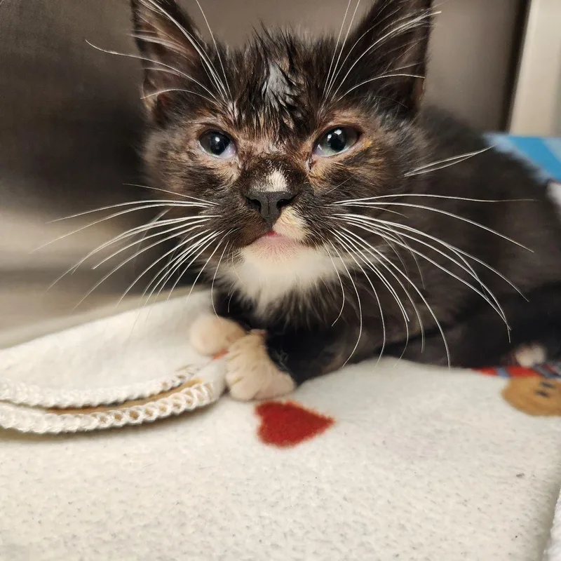 A young medium-sized female Domestic Short Hair cat named Sylvia for adoption in Liberty, MO