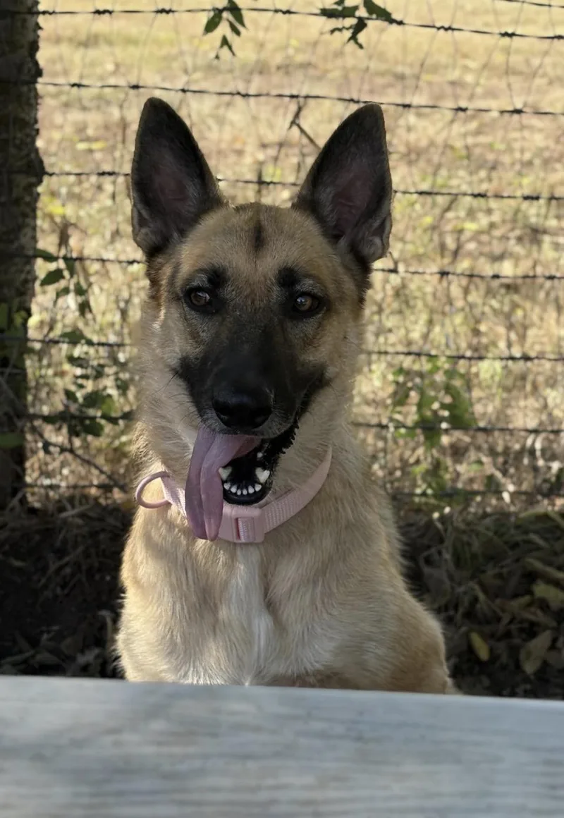 An adult medium-sized female Bicolor German Shepherd Dog named Daisy for adoption in canyon lake, TX