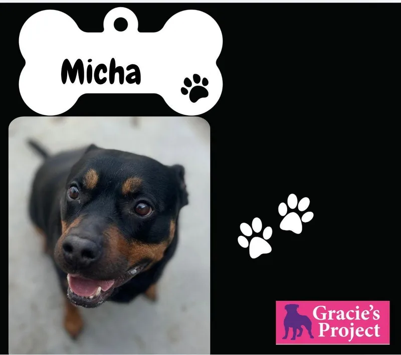 An adult large-sized female Rottweiler dog named Michsa for adoption in Canyon, TX