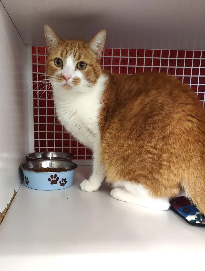 A young large-sized male Orange & White Domestic Short Hair cat named Jojo for adoption in Golden Valley, AZ
