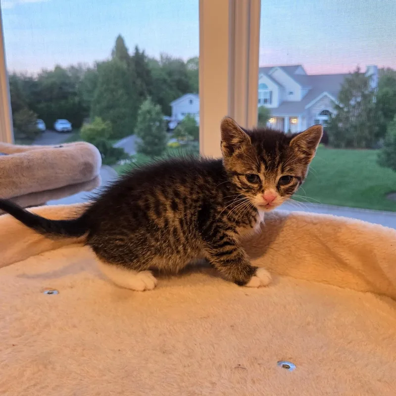 A baby medium-sized male Tabby (Brown / Chocolate) Domestic Short Hair cat named Noodle for adoption in Moriches, NY