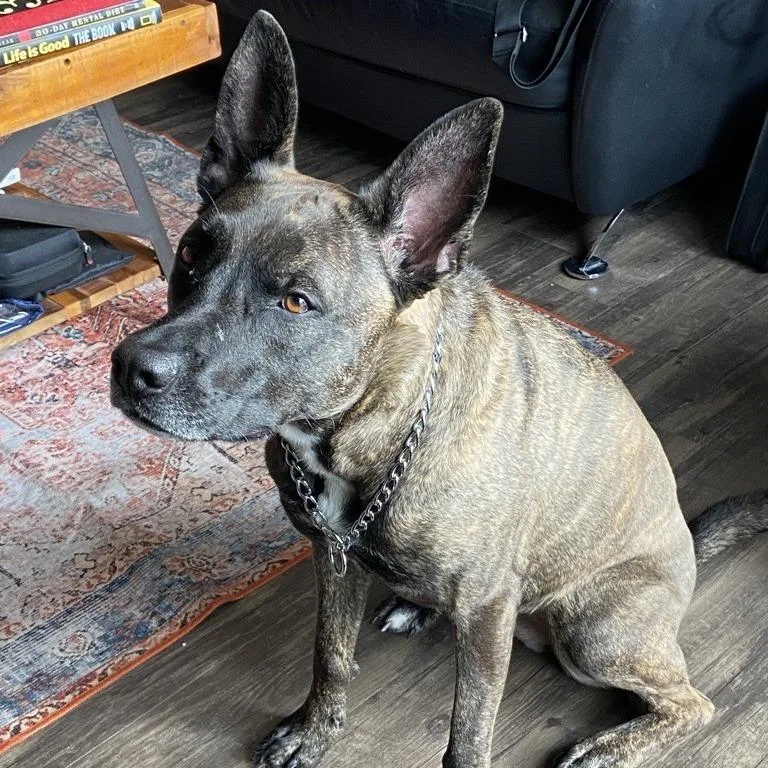 A senior medium-sized female Brindle Dutch Shepherd dog named Fenna for adoption in Indianapolis, IN