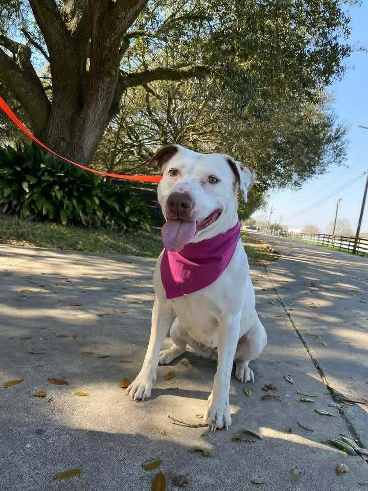 An adult large-sized female Labrador Retriever dog named Janice Joplin for adoption in Silsbee, TX