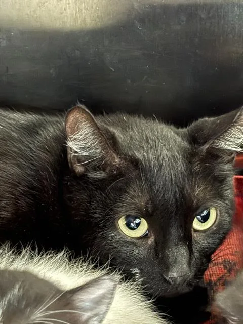 A young small-sized female Domestic Short Hair cat named Cold Brew for adoption in Pearland, TX