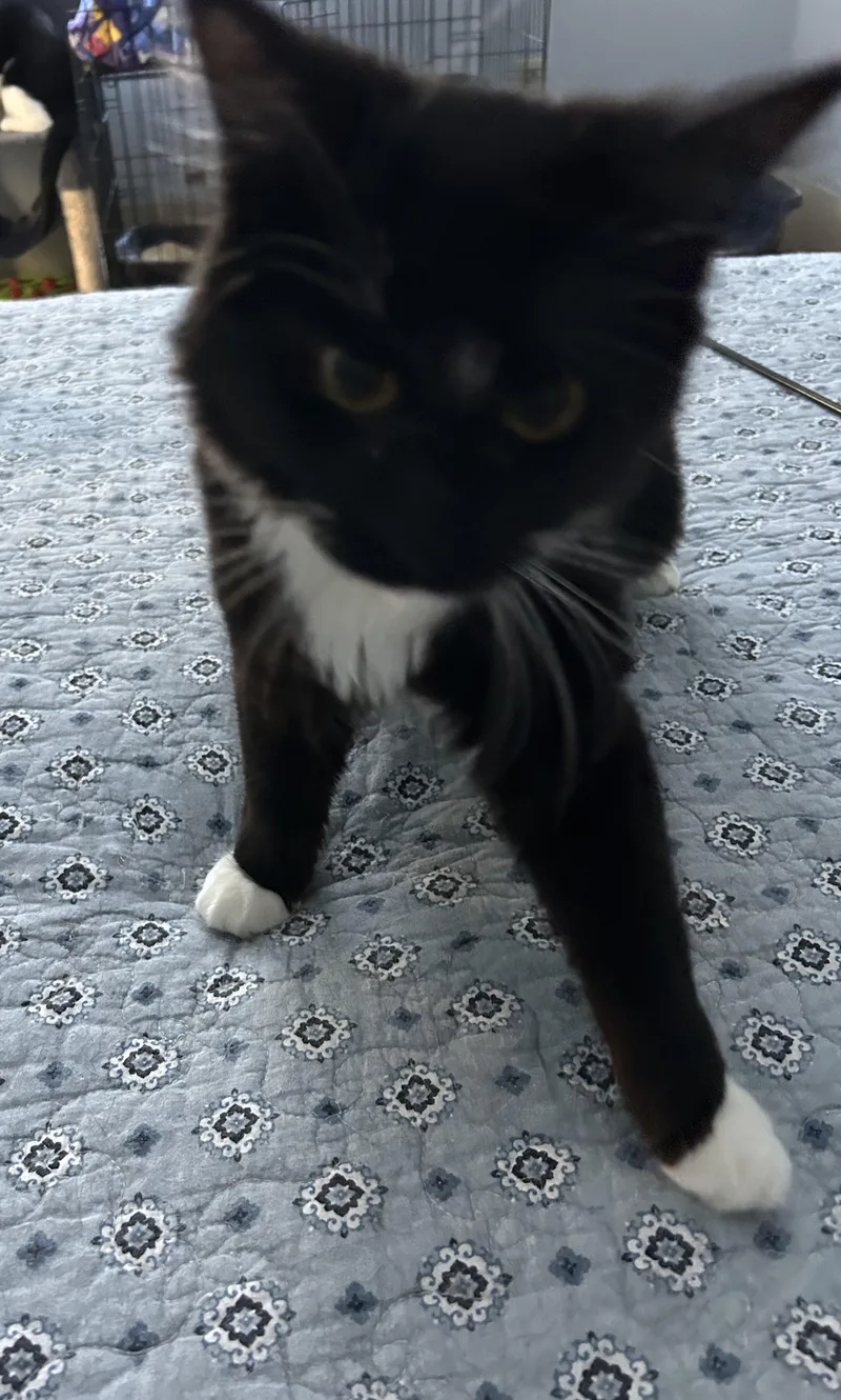 Millicent thumbnail 2