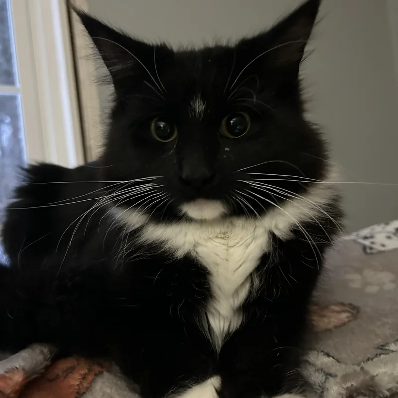 Millicent thumbnail 3