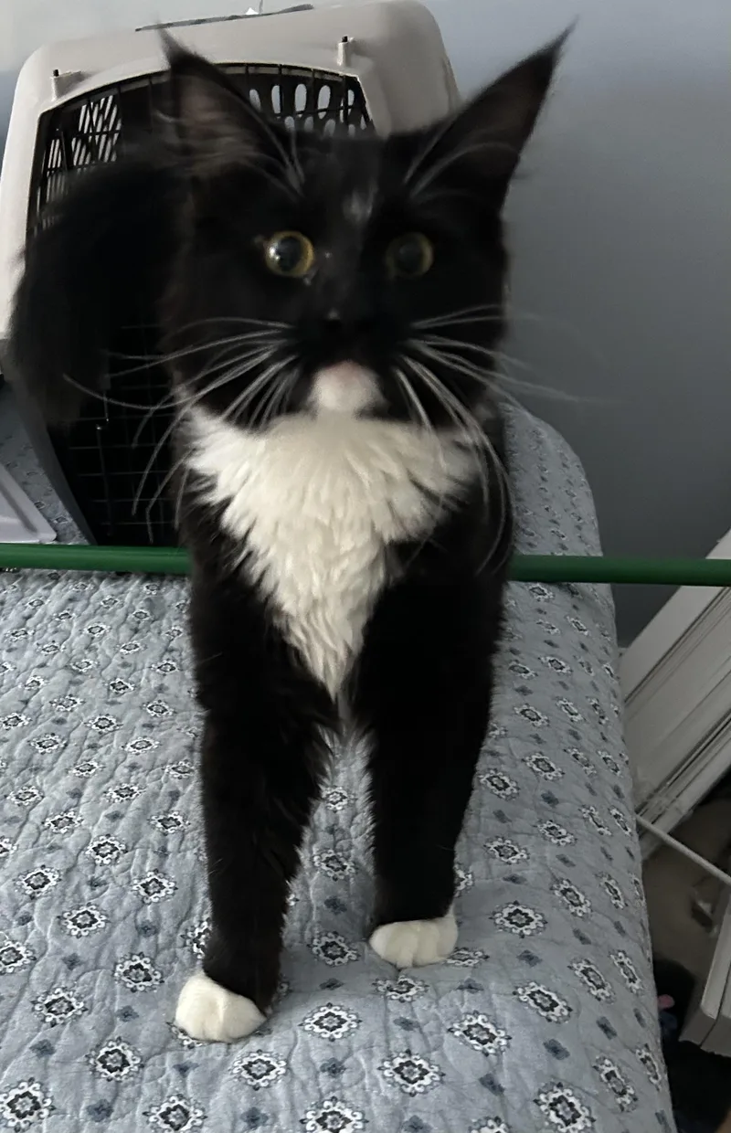 Millicent thumbnail 4