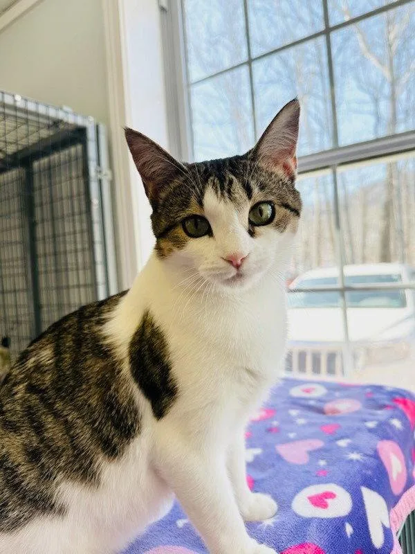 An adult small-sized female Domestic Short Hair cat named Pixie for adoption in Lovingston, VA