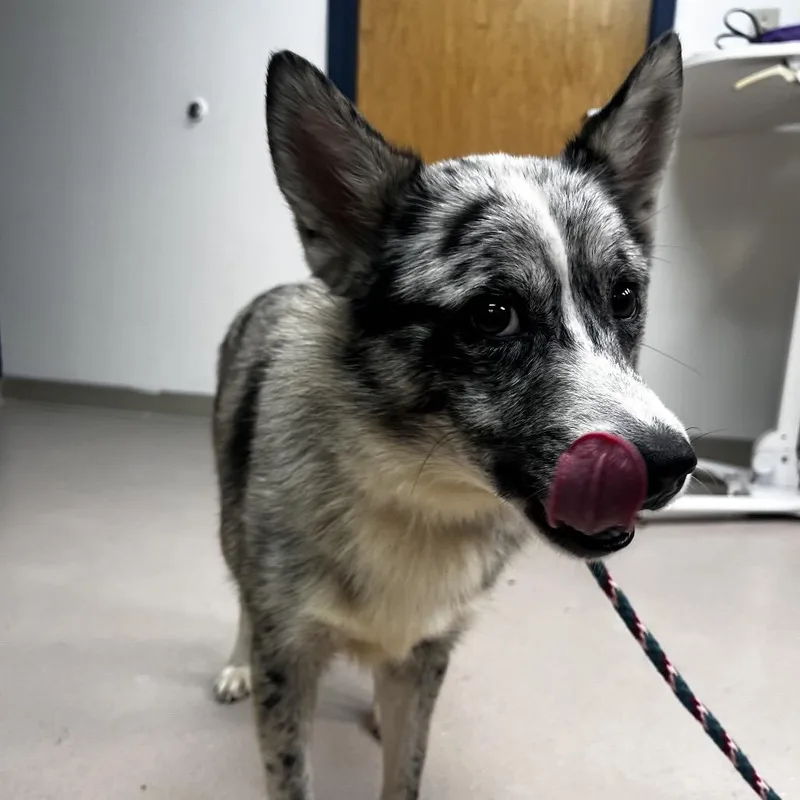 An adult medium-sized male Gray / Blue / Silver Mixed Breed dog named Big Cat for adoption in Newark, NJ