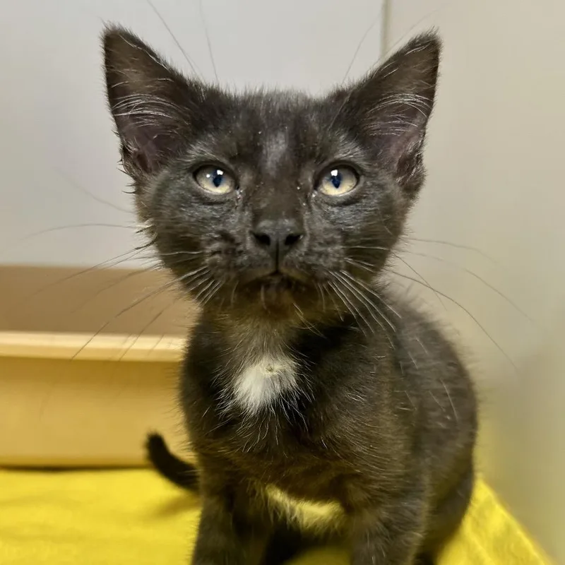 A baby small-sized female Black Domestic Medium Hair cat named Asteroid for adoption in St Joseph, MO