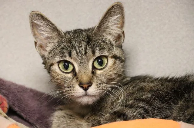 A young small-sized female Domestic Short Hair cat named Crockpot for adoption in Tucson, AZ