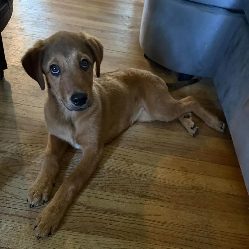 A baby medium-sized female Red / Chestnut / Orange Mixed Breed dog named Livvy for adoption in Opelika, AL