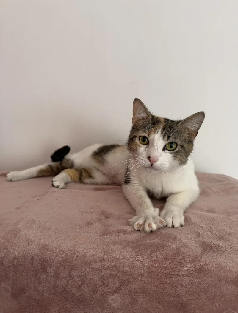 A young medium-sized female Calico cat named Junie for adoption in New York, NY