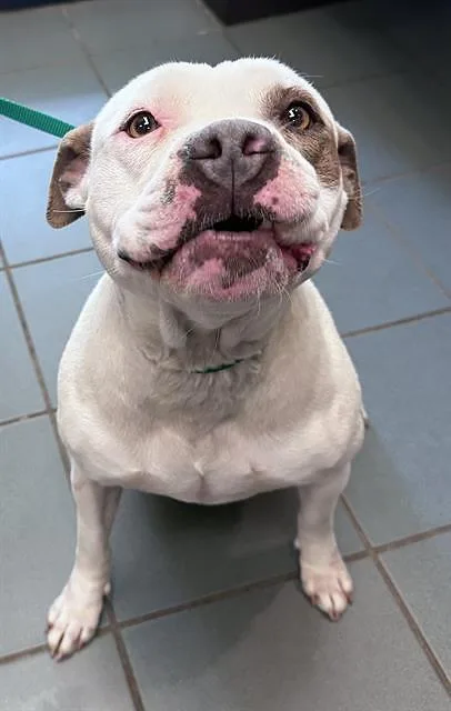 An adult medium-sized female Brown / Chocolate Mixed Breed dog named Sears for adoption in Nashville, TN