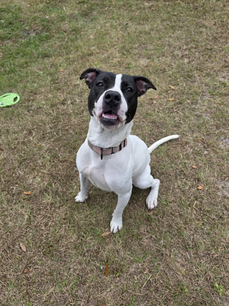 An adult medium-sized female White / Cream Mixed Breed dog named Kayla for adoption in Umatilla, FL