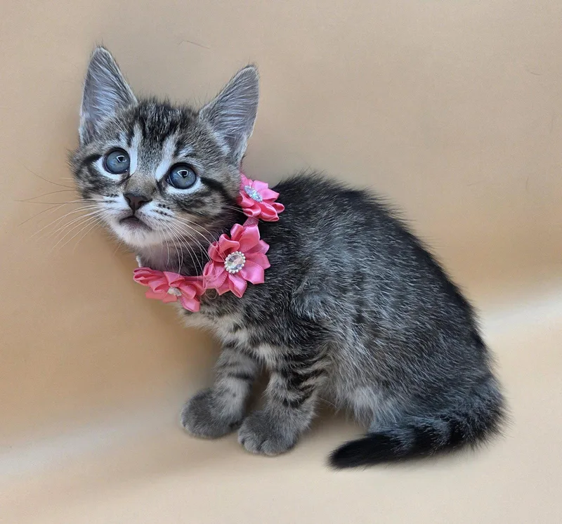 A baby medium-sized female Domestic Short Hair cat named Maryann for adoption in Magnolia Springs, AL