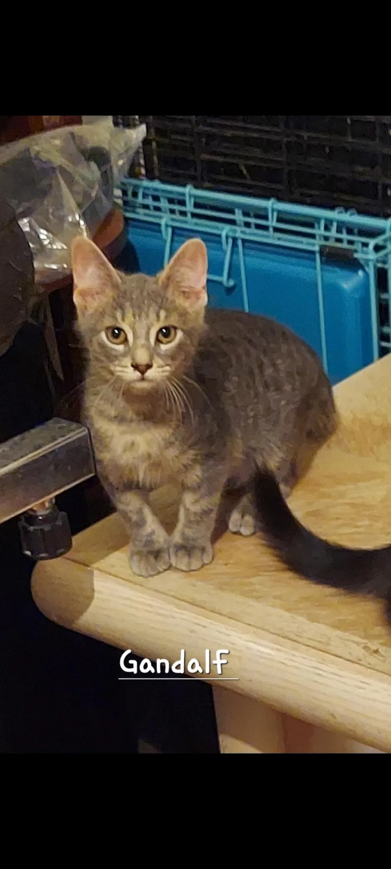 A baby small-sized male Tabby (Gray / Blue / Silver) Domestic Short Hair cat named Gandalf for adoption in Highland, IN