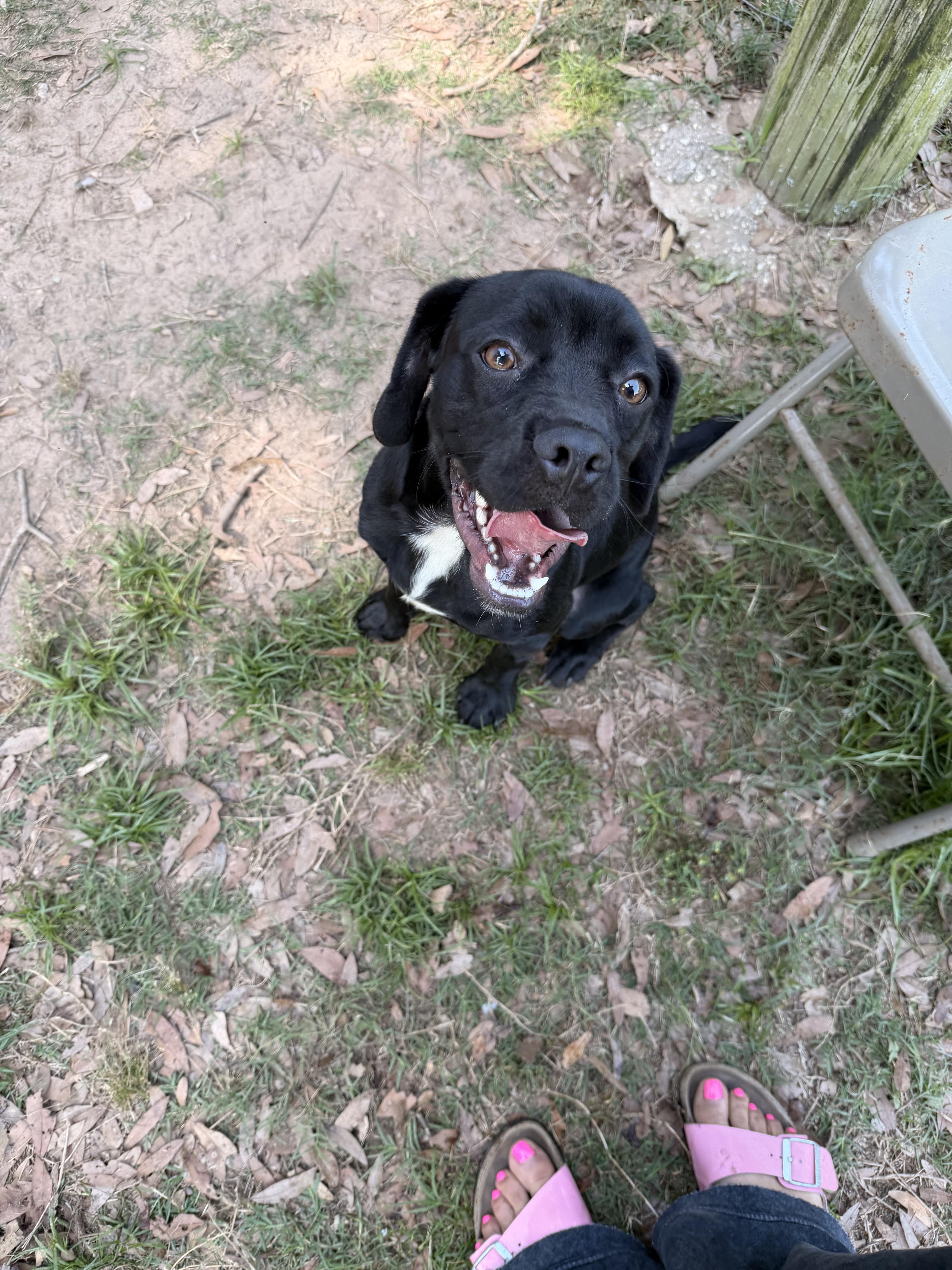 A young medium-sized male Black Labrador Retriever dog named Smokey for adoption in Semmes, AL