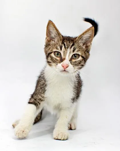 A baby small-sized male Domestic Short Hair cat named Joel for adoption in Morton Grove, IL