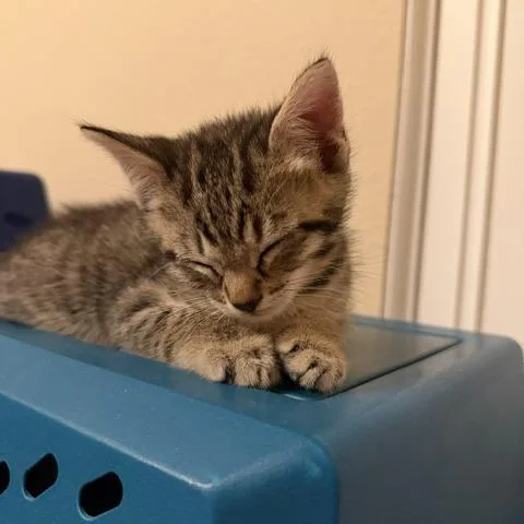 A baby small-sized male Brown / Chocolate Domestic Short Hair cat named Kafei for adoption in Upland, CA