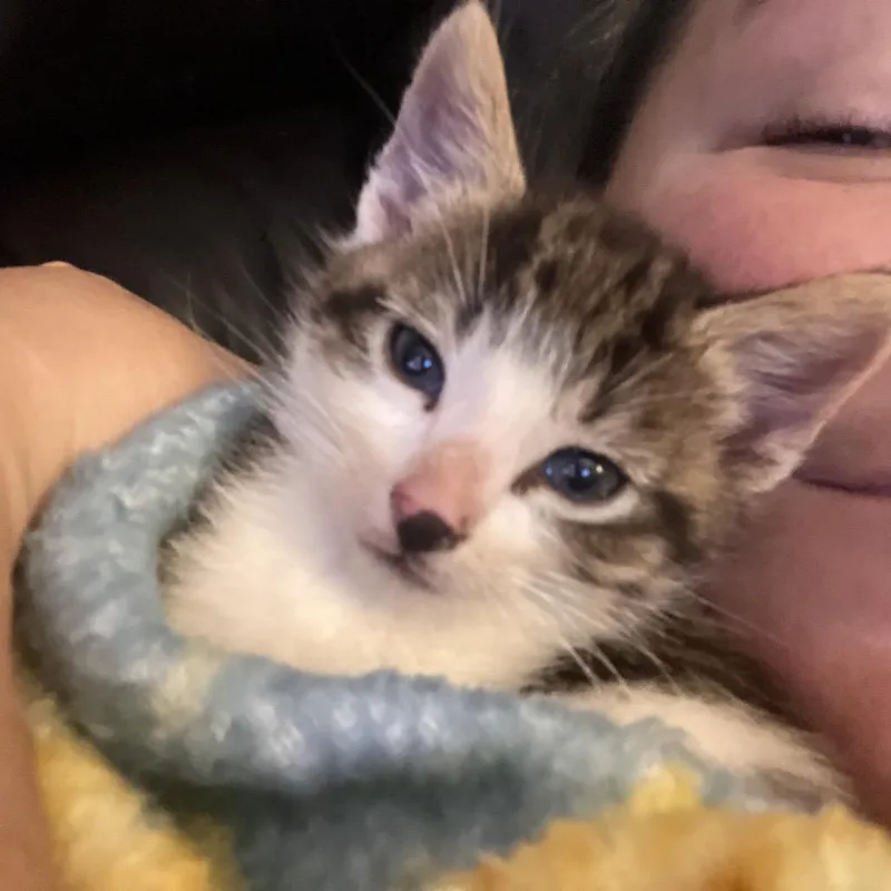 A baby small-sized male White Domestic Short Hair cat named Thor for adoption in Hagerstown, MD