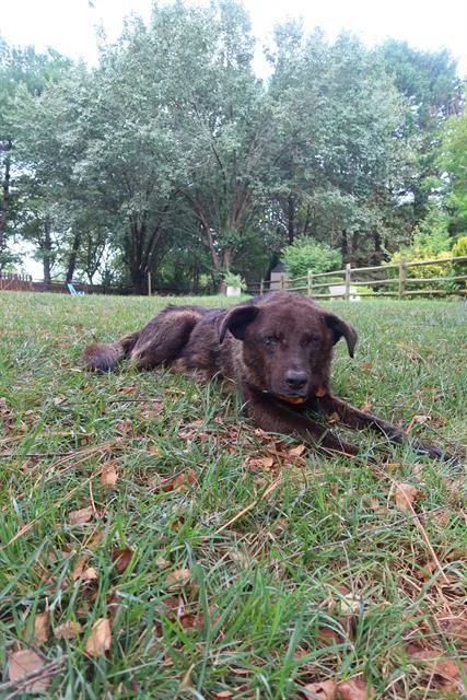 An adult medium-sized male German Shepherd Dog dog named Mr. Bear for adoption in Charlotte, NC