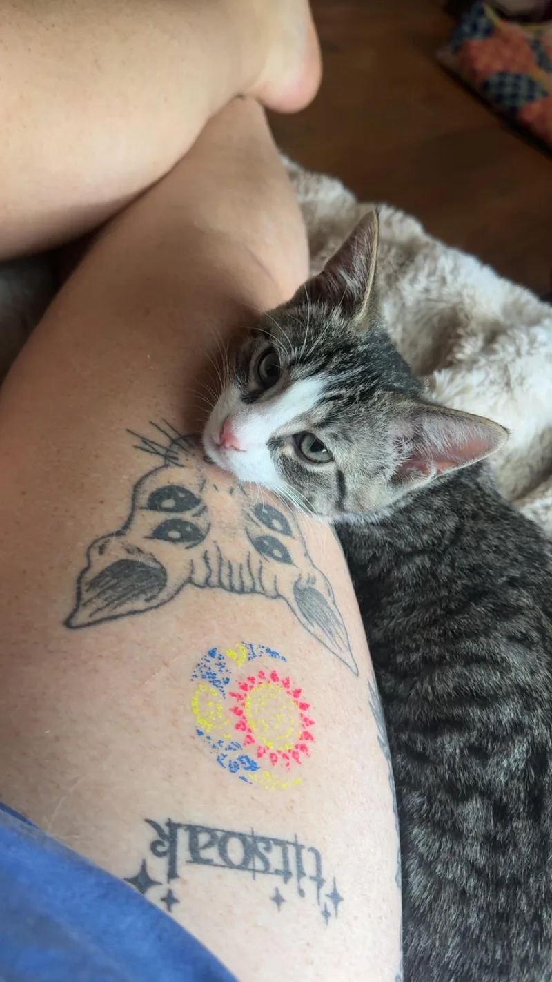 A baby medium-sized male Domestic Short Hair cat named Goose for adoption in Chesapeake Beach, MD