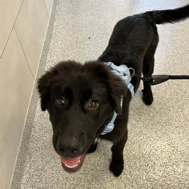 A baby small-sized male Great Pyrenees dog named Summit for adoption in Naples, FL