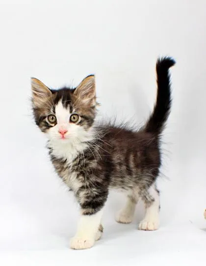 A baby small-sized male Domestic Medium Hair cat named Ivan for adoption in Morton Grove, IL