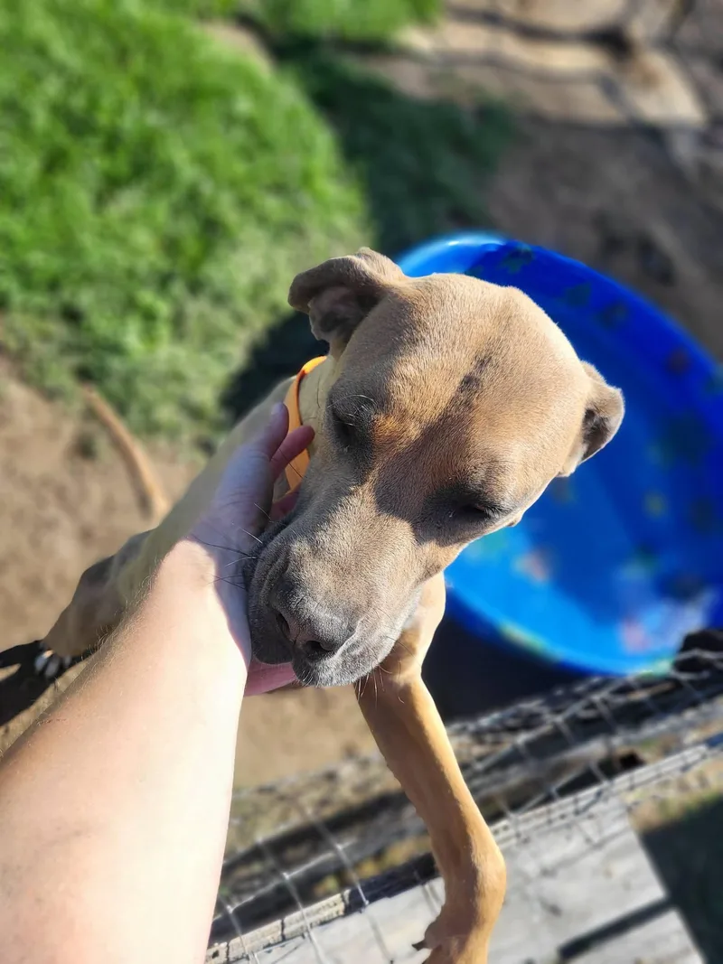 A young large-sized male Great Dane dog named Axel for adoption in Petersburg, IN